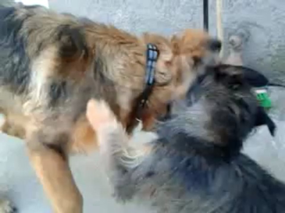 Haltesse et Max jouent