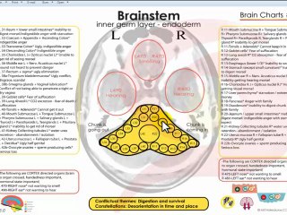 PRO METAMedicine Charts Brainstem - META-Health Training