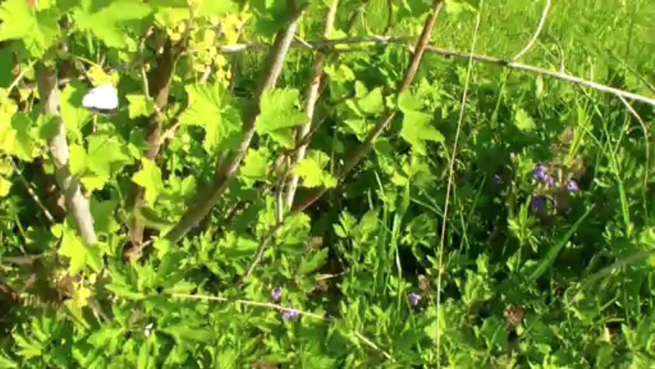 Visite du jardin