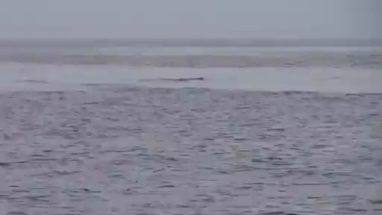Dauphins 2