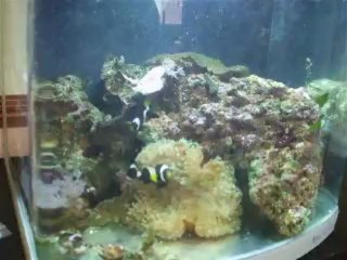 petit aqua pour clown