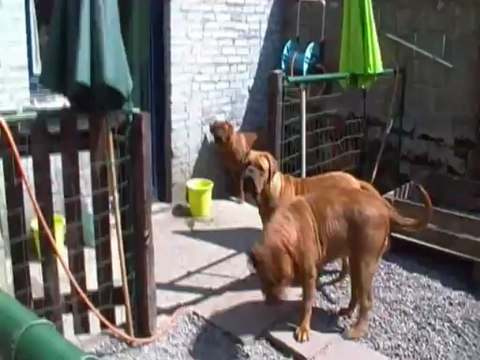 les chiens au jardin