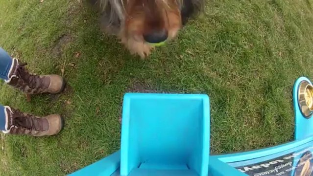 Первый в мире собачий аппарат