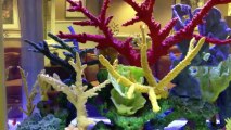 Jacksonville, FL. Aquatic Care, Aquarium Service 904-588-2700 Jacksonville, Florida.