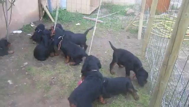 LE PORTIQUE AUX JOUJOUX