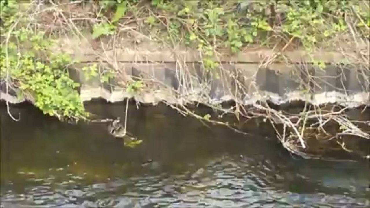 TTMA Video Challenge Video 16 - The Return of The Ducklings