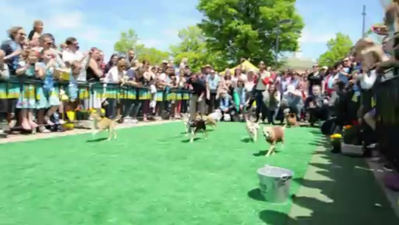 Chihuahuas a competición