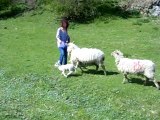 Mum Gets Attacked By a Sheep.