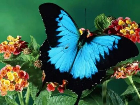 Mike Oldfield Ommadawn part 1 Par Fernand