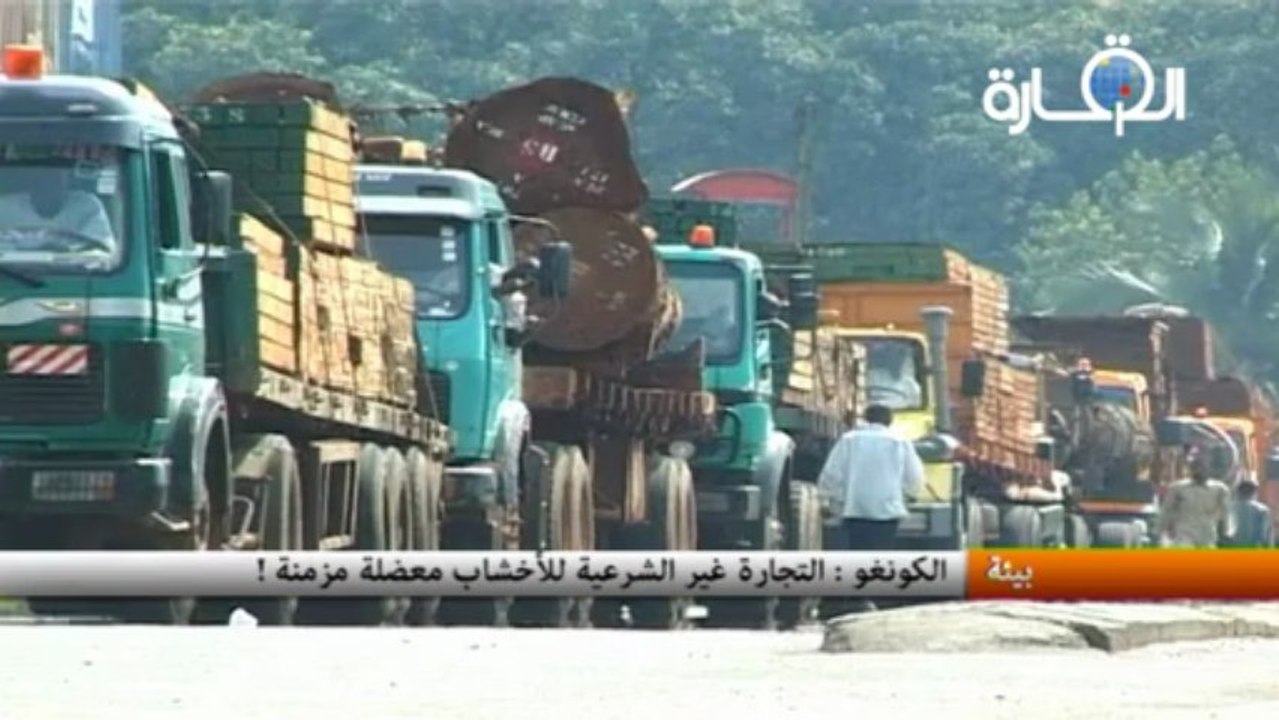 الكونغو : التجارة غير الشرعية للأخشاب معضلة مزمنة !