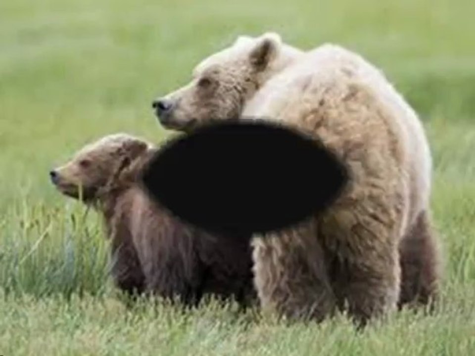 Canon EOS 1D Mark III 10.1MP Digital SLR Camera