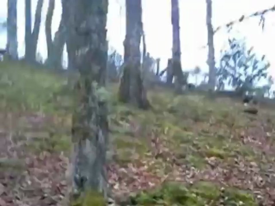 entrainement de jeunes chiens courant en parc