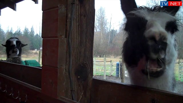 Elevage de la Tille (lamas, alpagas et moutons d'Ouessant)