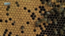 Le festival des abeilles et du miel