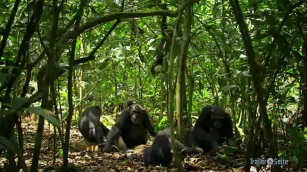 Schimpansen - Die Story