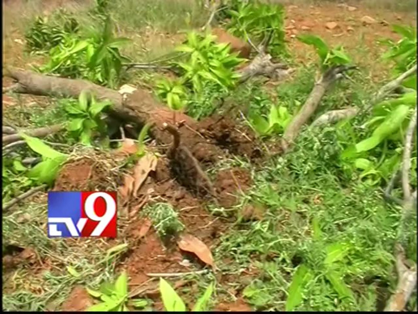 ⁣Elephants destroy mango crop