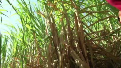 Madagascar battles worst locust plague in 60 years
