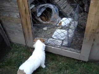 Dame poule et les 3 poussins (2)