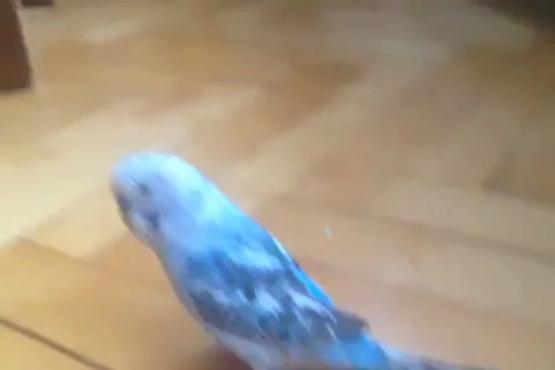 Paşa Harlem Shake