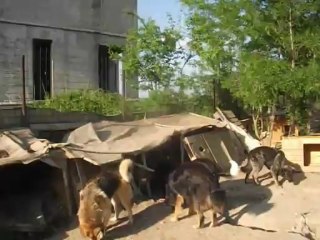 Dogs Ville Shelter - 1