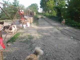 Dogs Ville shelter - 2