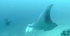 Gnarly In Male - Diving in the Maldives - 2013