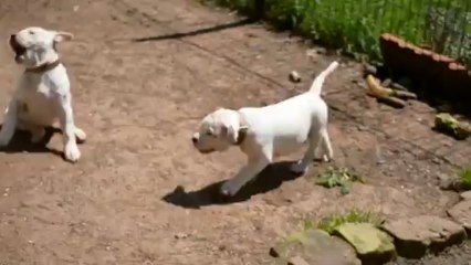 ice, hivana et s'autres bébés bull'ams