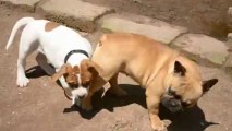 chiots Bulldog americain ice, i- highlander et hivana