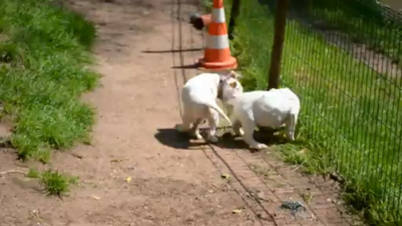 ice, izogood, hivana