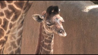 Baby Giraffe Born at Los Angeles Zoo