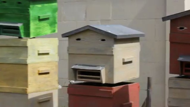 Ruches chanteuses à Terra Botanica