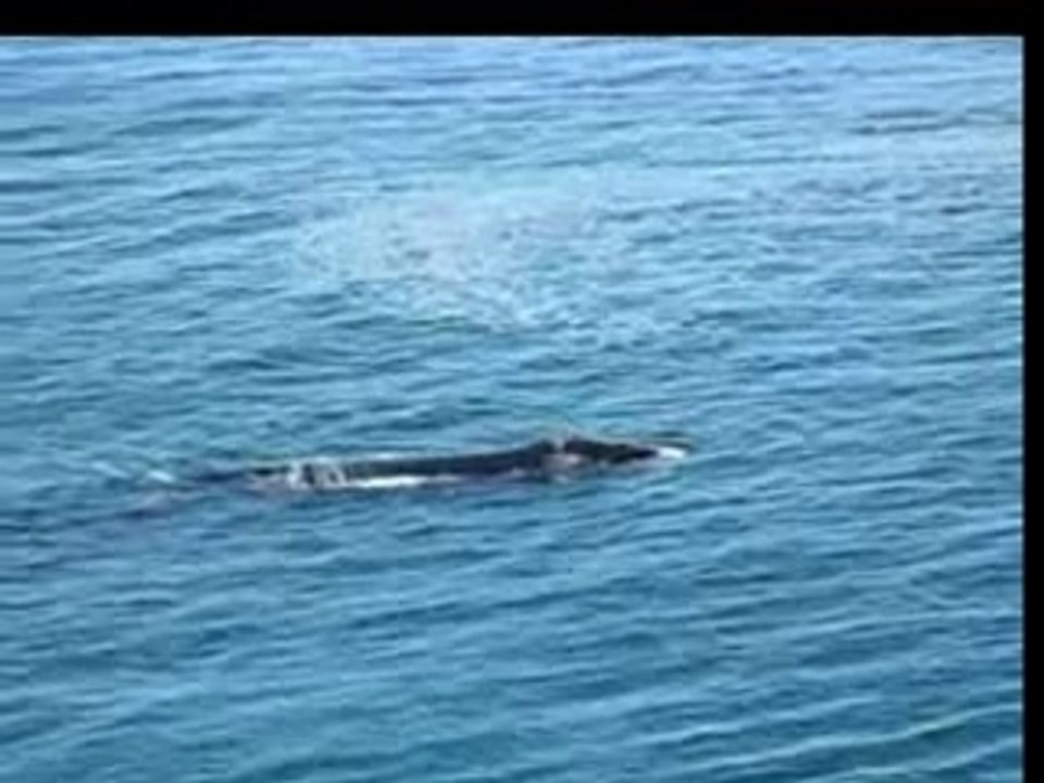 Baleines à Hermanus, Western Cape