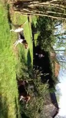 Entrainement sanglier au ferme