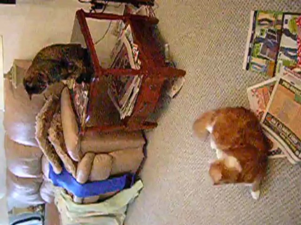 Charley Shows Off for Lily