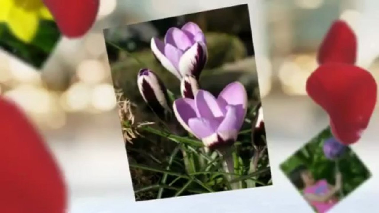 The World's Best Flower Bulb Growers In Holland