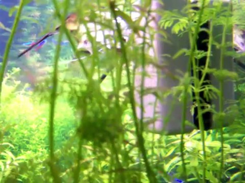 Melek Balığı Yumurtlama Videosu