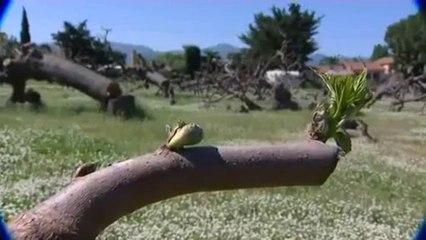 FR3: CAMPING LES MURIERS  LE MAIRE AVOUE AVOIR ABATTU 200 ARBRES