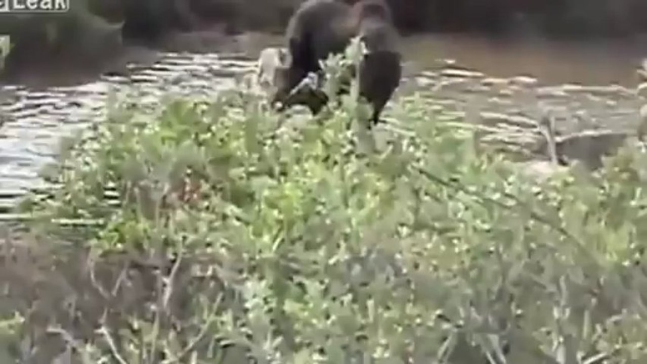 Moose Puts Up Fierce Fight To Protect Her Baby From Wolves