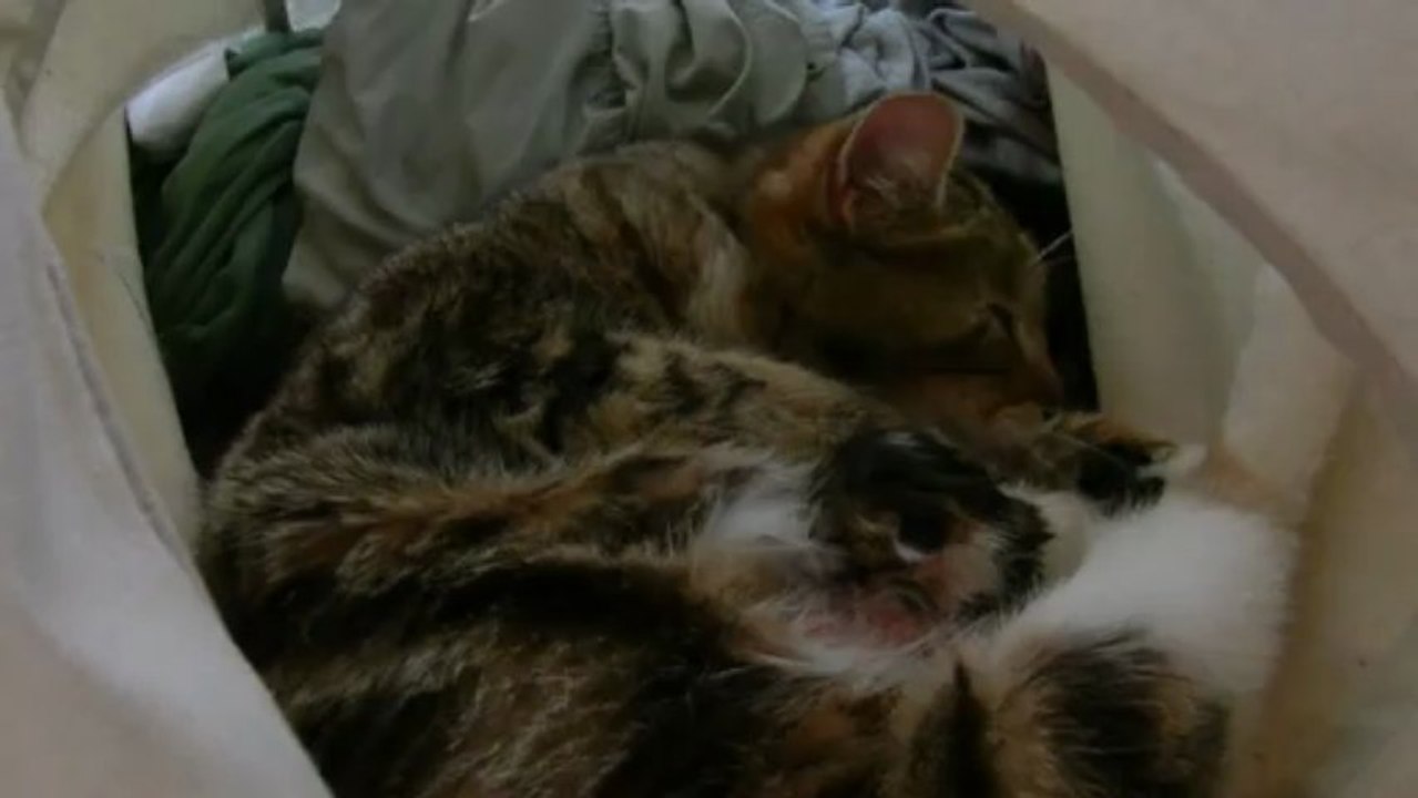 Surprise dans le sac à linge