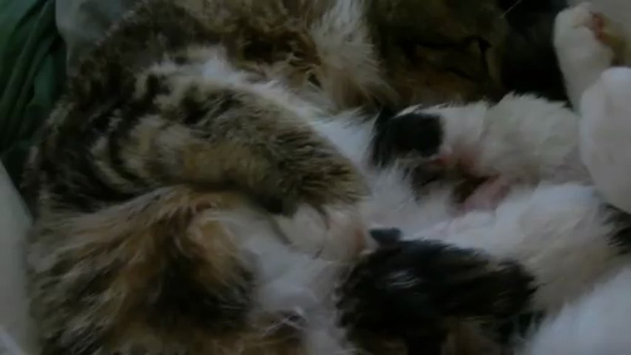 Les chatons à quelques heures de vie