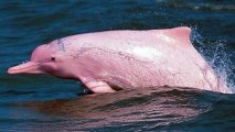 What's Killing the Pink Dolphins?