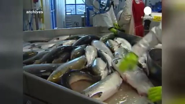 Salmone alla diossina sulle tavole europee?