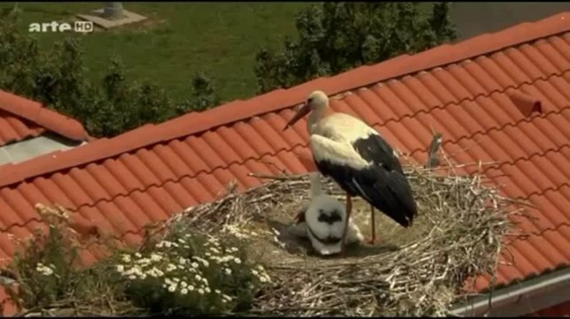 Ungarn - Wildnis zwischen Donau und Theiss