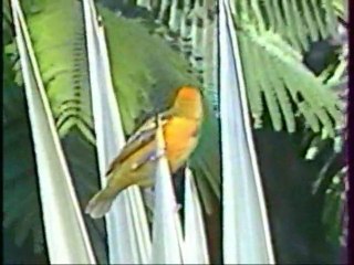 Animaux d'Afrique n° 3 par bernard l'oiseau 0805132
