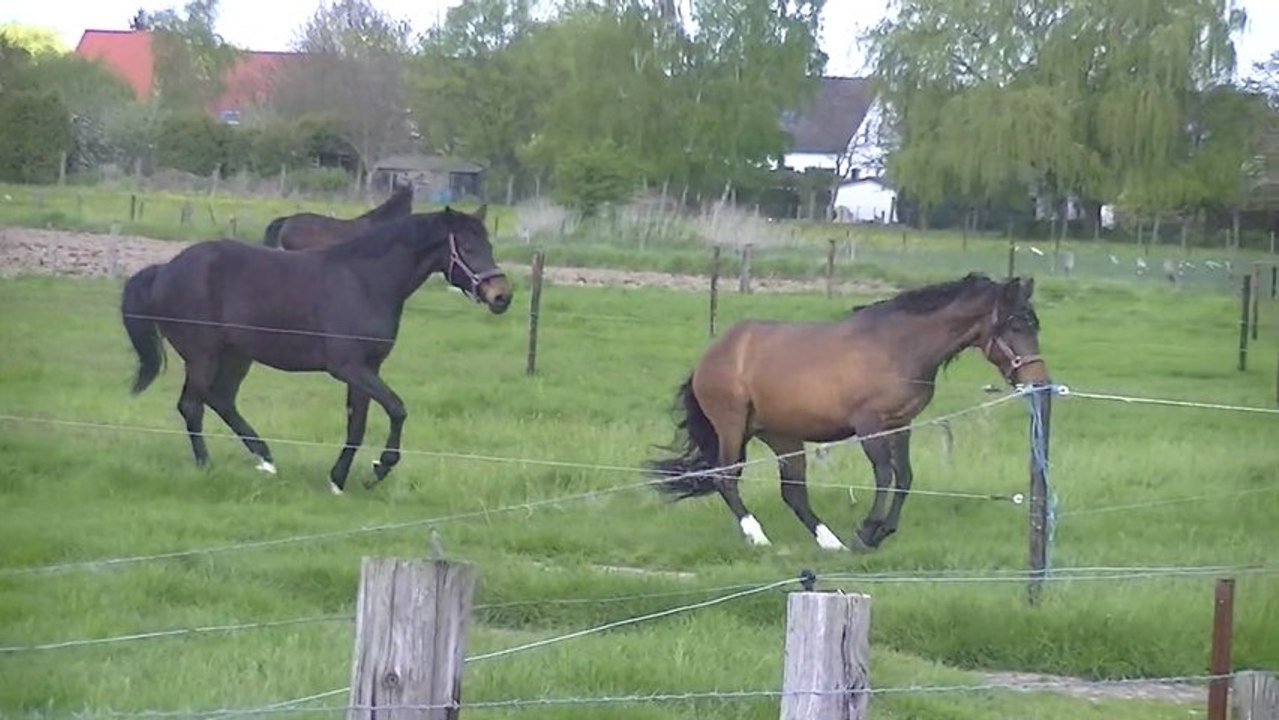 amor VS rubens