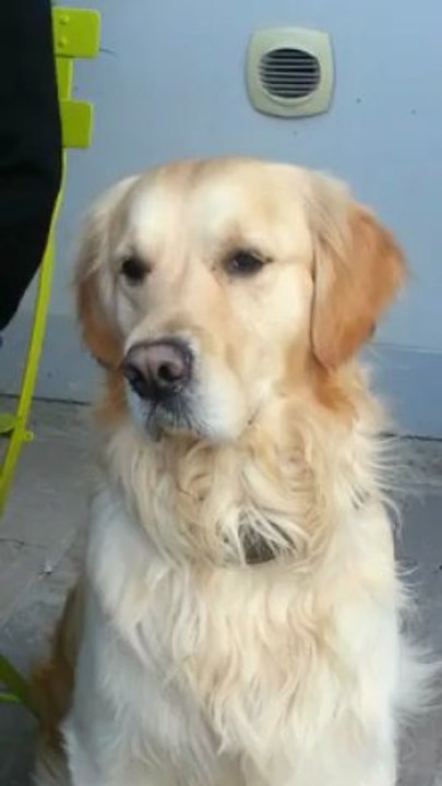 Un adjoint qui a du chien