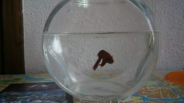 Hostel Fraszka Wrocław, Polska - bojownik o lepsze noclegi w centrum Wrocławia