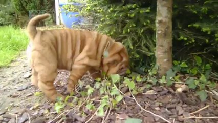 Shar-peï du pays des cerises bleues