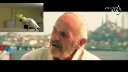 Arnavut Şevket (the Birdman) - Lezzetli Çipetpet (educatedear Remix)