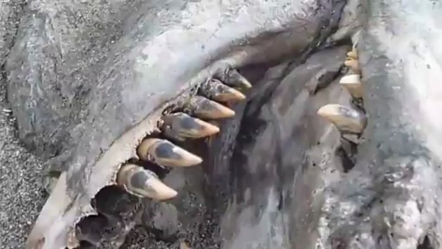 New Zealand Sea Monster carcass washes ashore